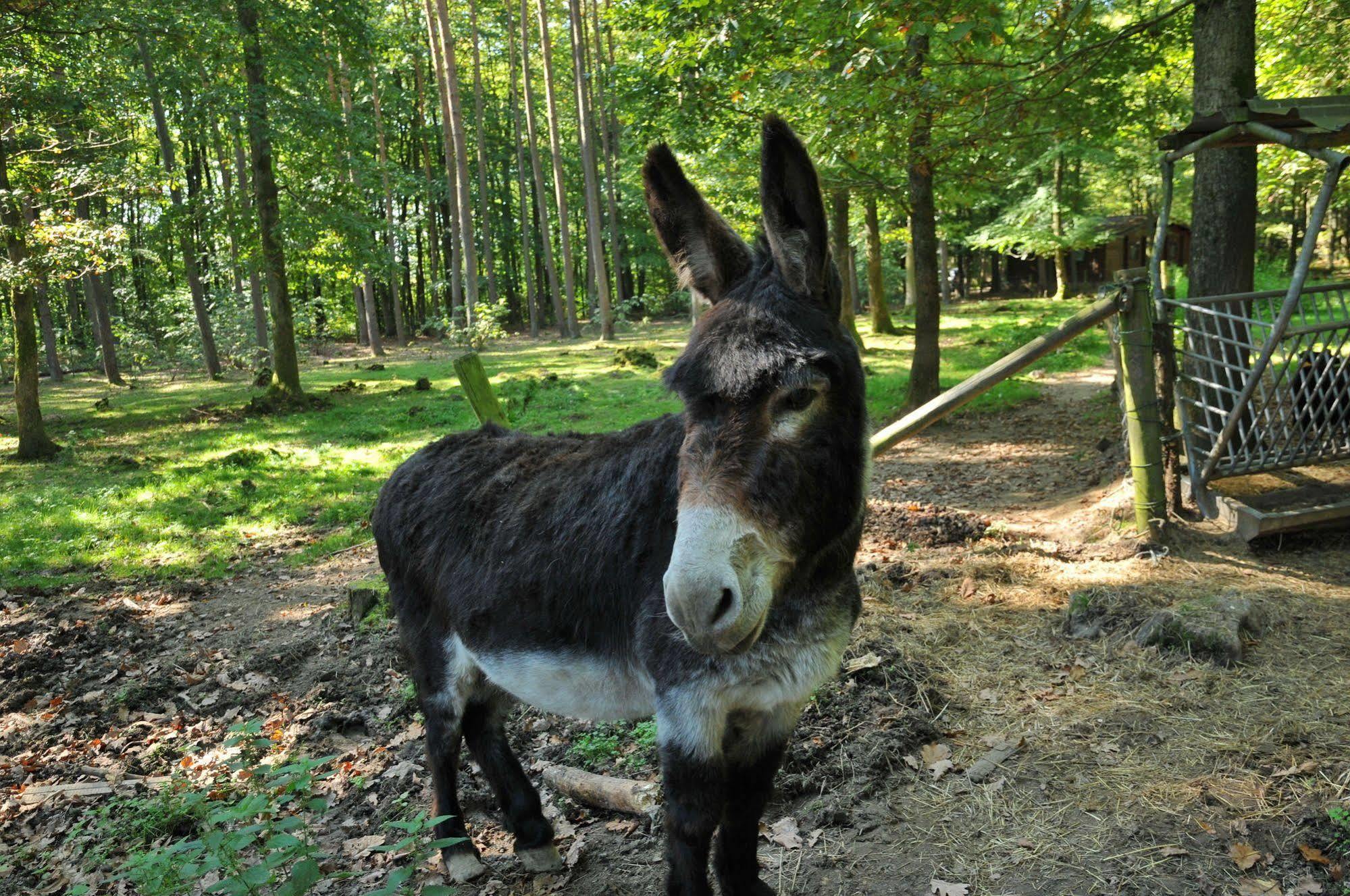 Village De Vacances D'Oignies Kültér fotó
